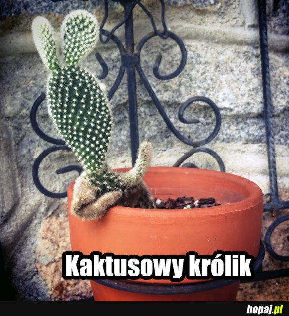 Kaktusowy królik