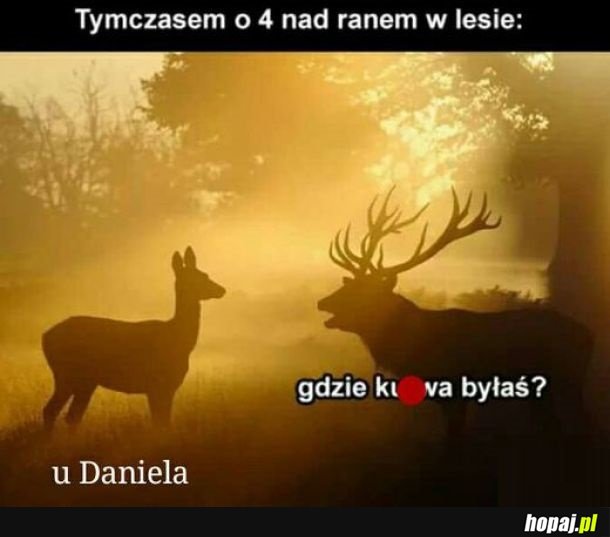 Tymczasem w lesie