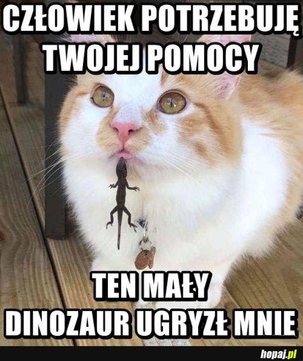 Człowiek pomusz