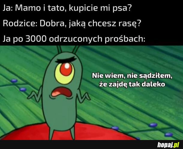 Piesek w domu