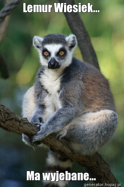 Lemur Wiesiek...