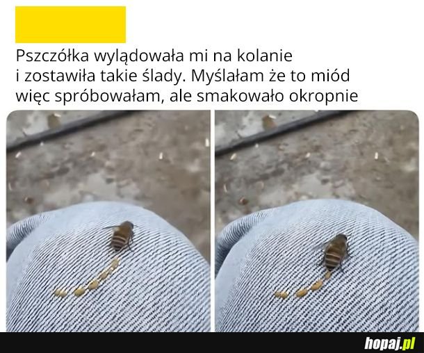 Miodek