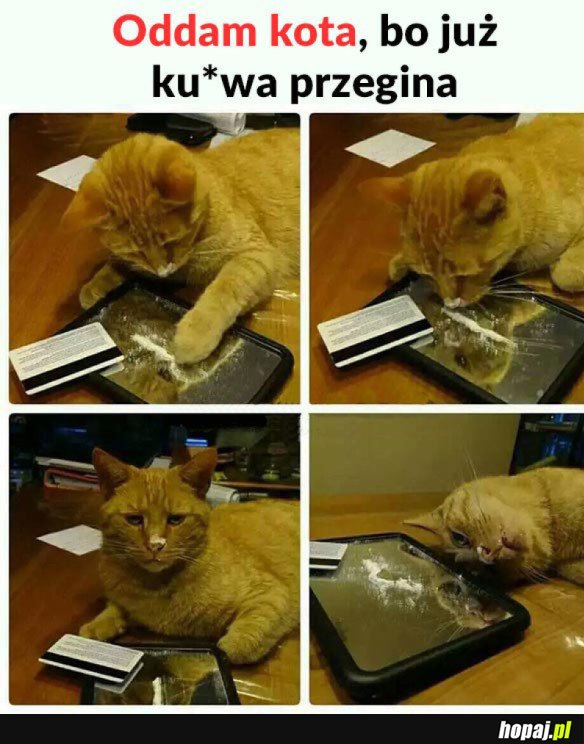 KOT ĆPUN