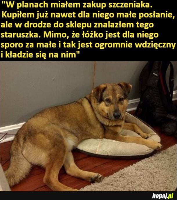 Staruszek i jego za mała leżanka