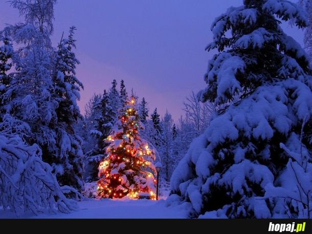 Choinek nie trzeba wycinać.