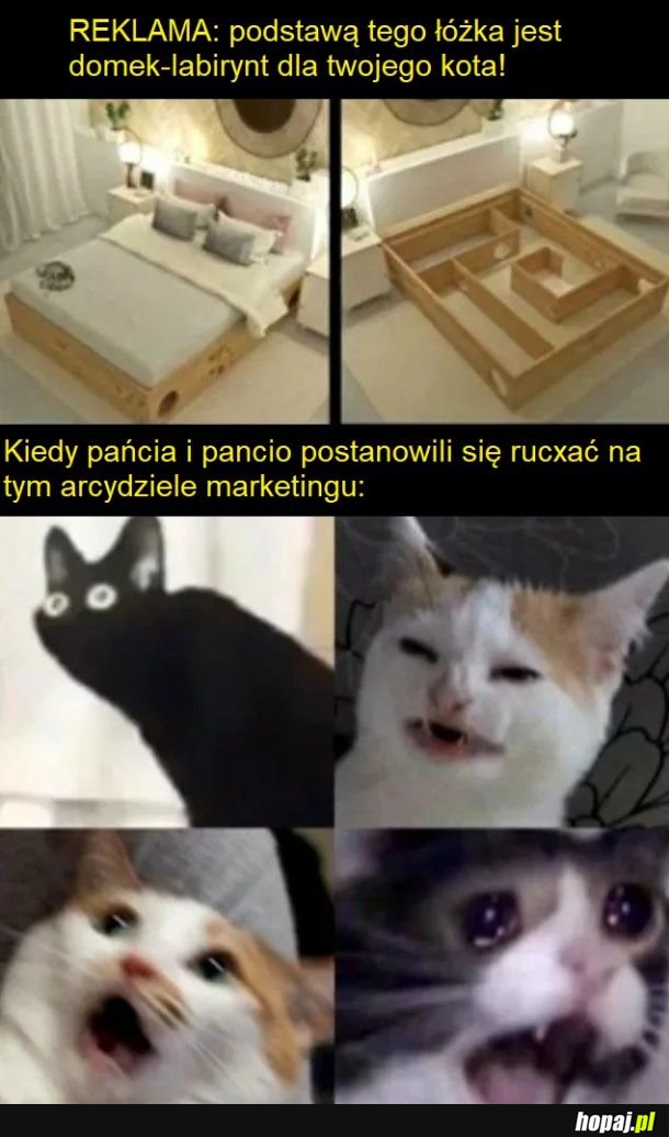 Rozpieść swoją kicię