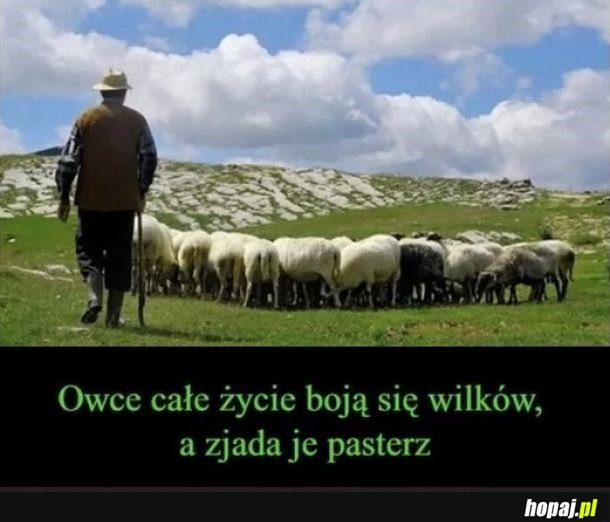 Sheepeople ... egzystencję nazywają życiem