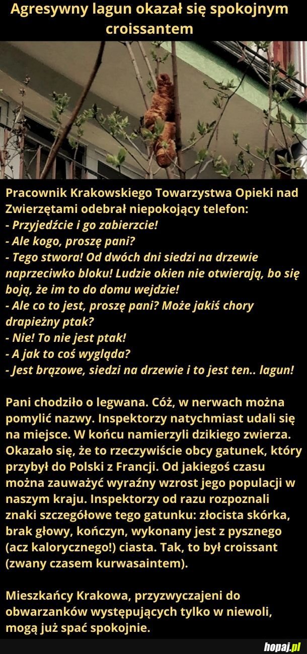 Bestia z Krakowa