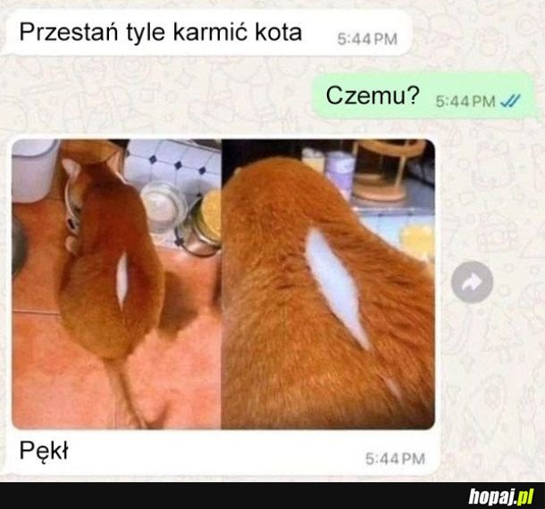 Nakarmiony kot