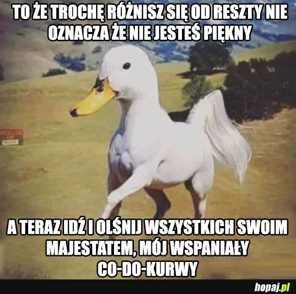 Oj tam trochę się różnisz