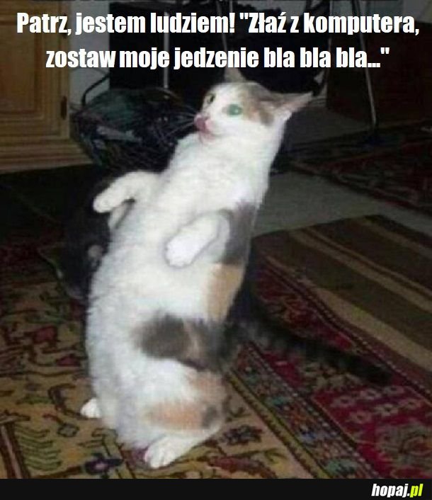 Paczaj człowiek