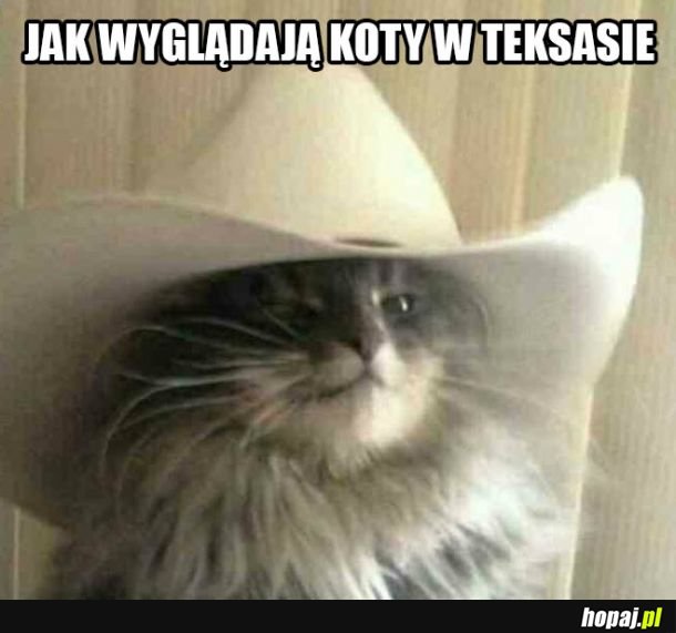 Kot z Teksasu