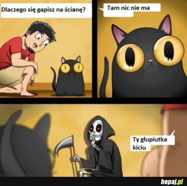 Co widzi kot