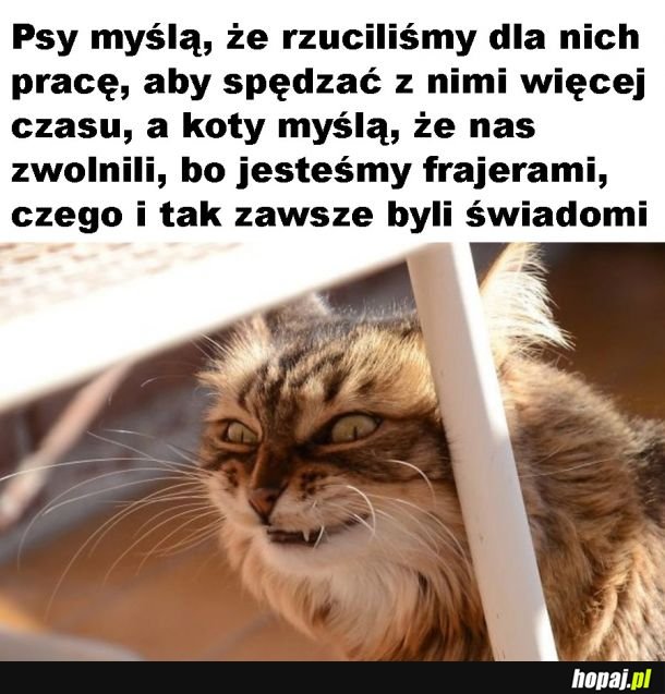 Zdanie kitku