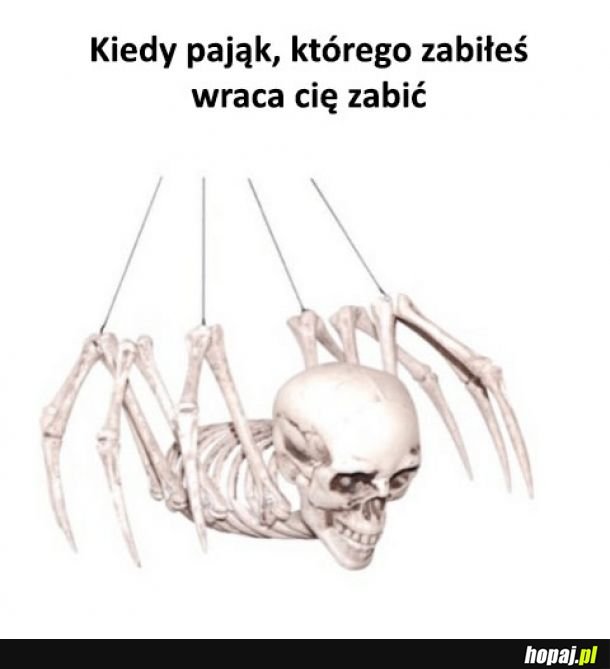 Niebezpieczny pająk