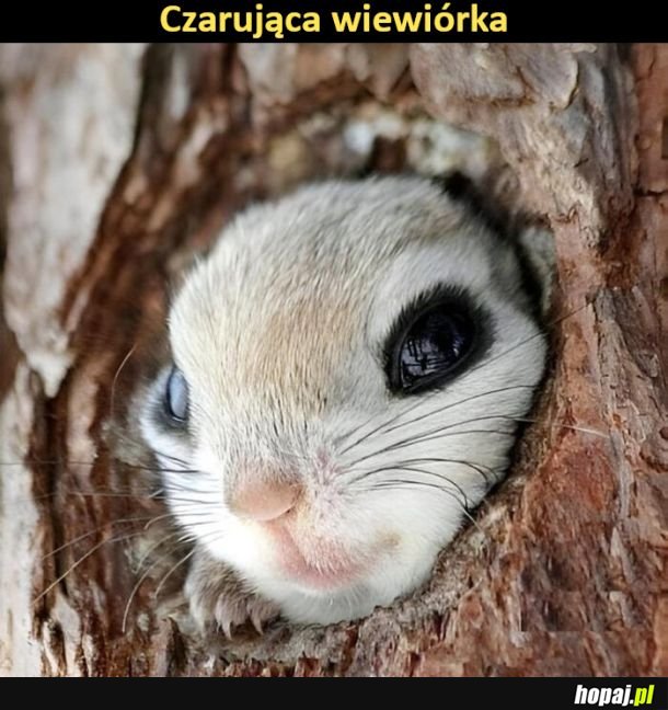 Wiewiórka
