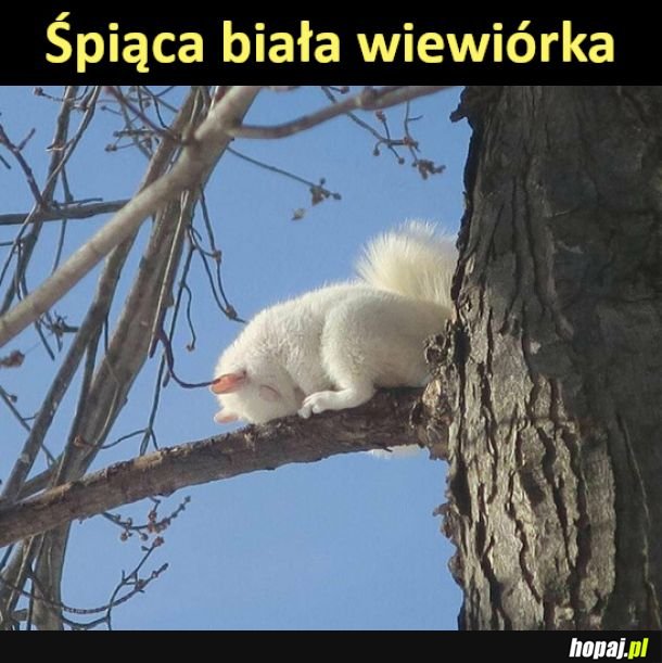Biała wiewióra