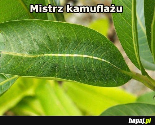 Mistrz kamuflażu