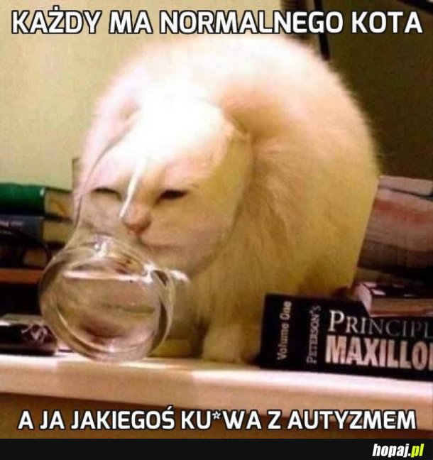 MÓJ KOT JAKIŚ DZIWNY