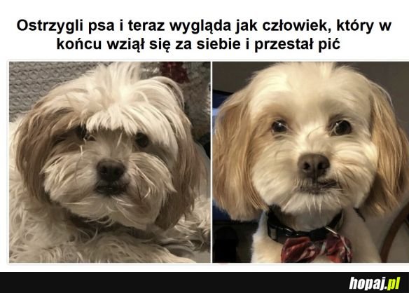 Zabawny piesek