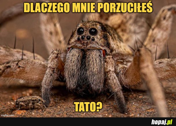 Jadowite pająki znalezione w śmietniku w Krakowie.