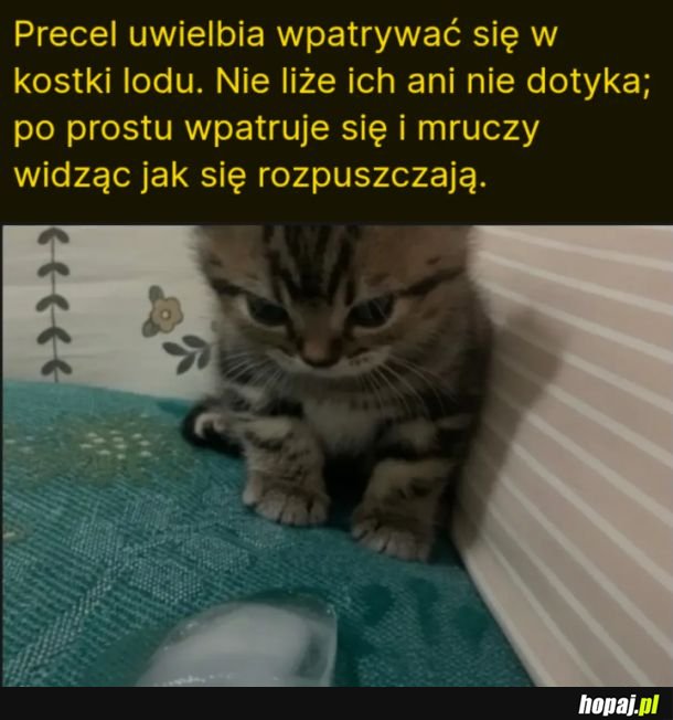 Giń lodzie