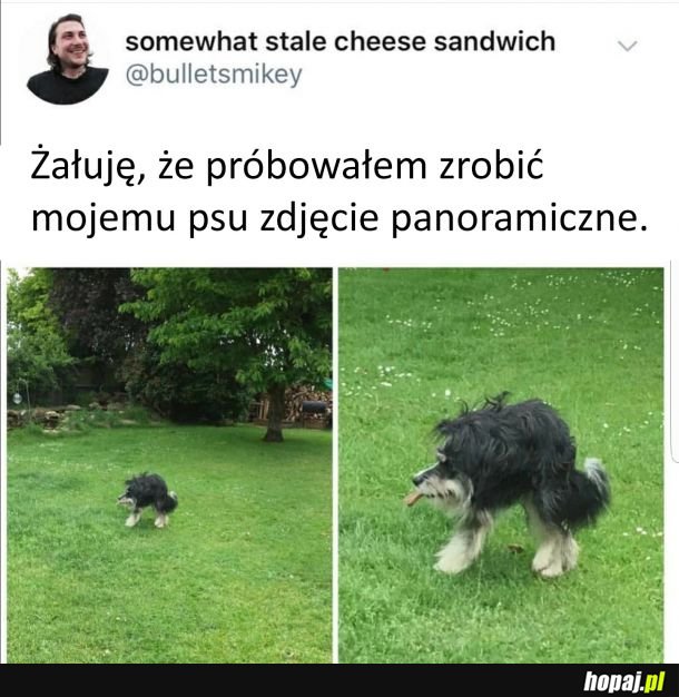 Nigdy nie róbcie zdjęć panoramicznych psu