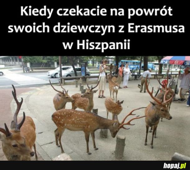 Rogacze