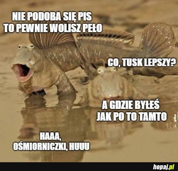 Tymczasem w Polsce