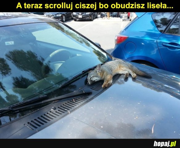 Liseł śpi