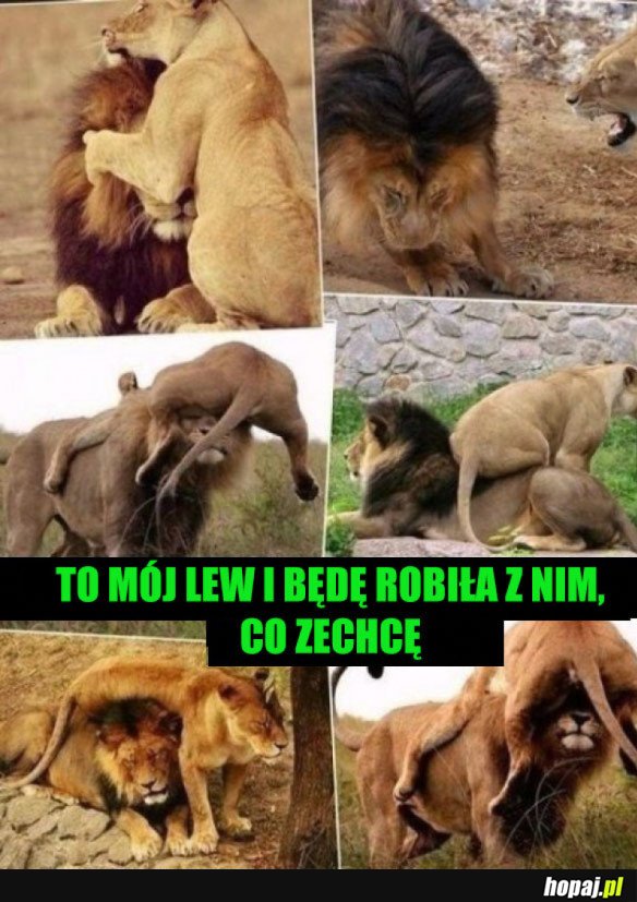 MÓJ LEW