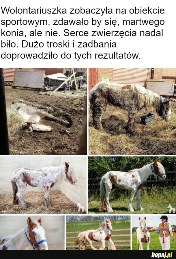 Konik szczęśliwy