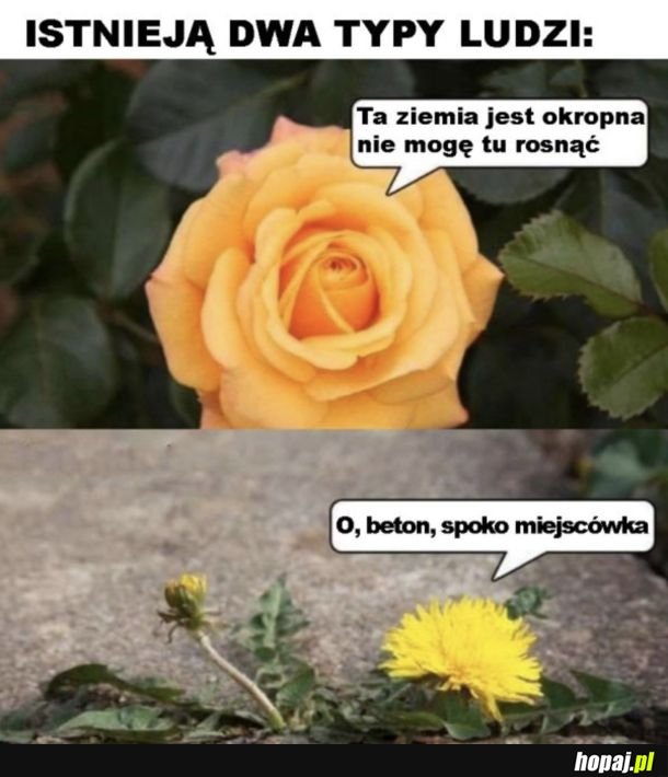 Prawda