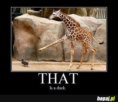 That is a duck!