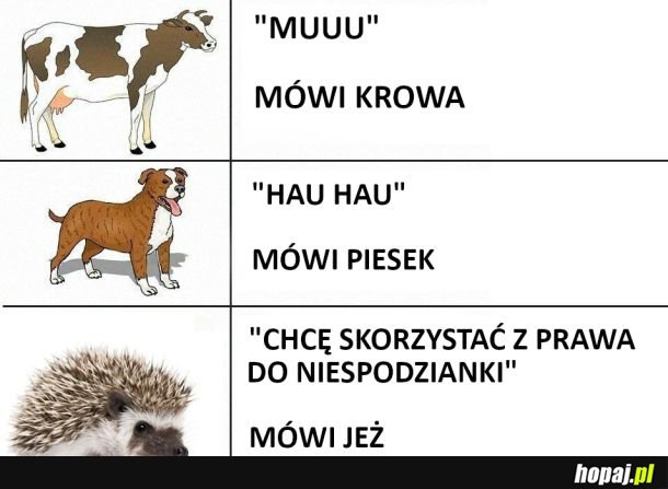 Ak robią zwierzęta