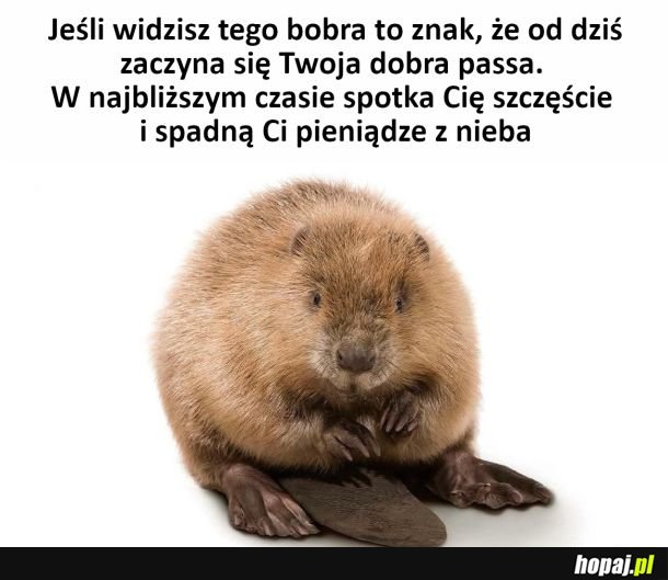 Bober szczęścia