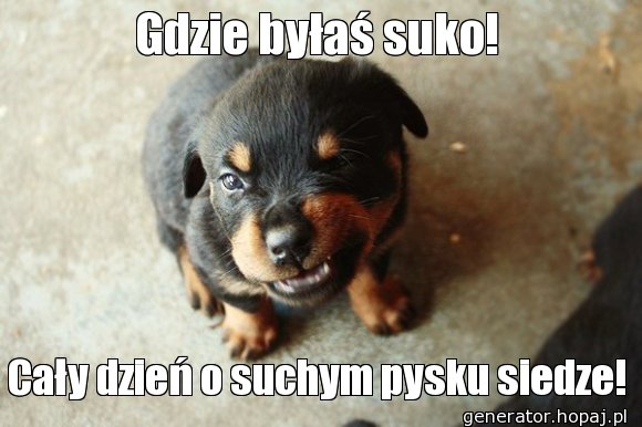 Gdzie byłaś suko!