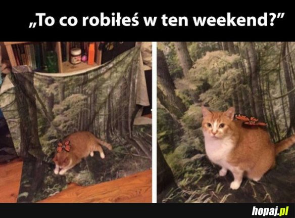 MÓJ WEEKEND