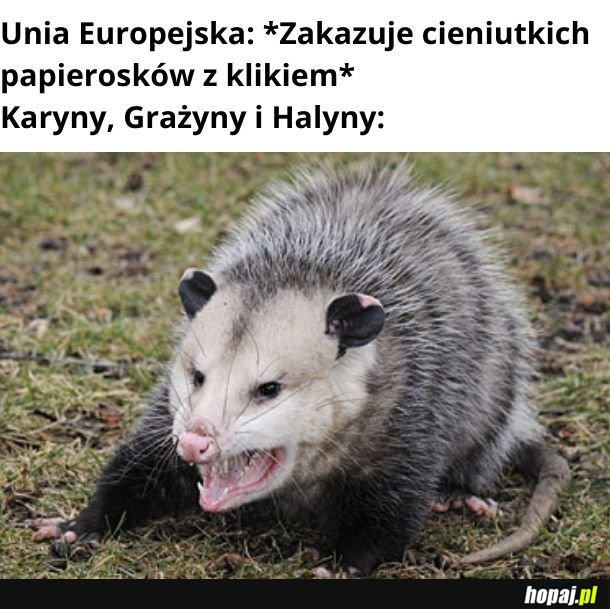 Karyny, Halyny, Grażyny