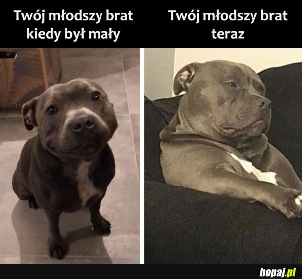 Młodszy brat 