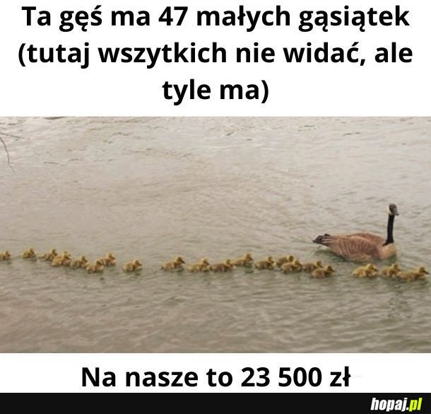 Gąsiątka 500plus