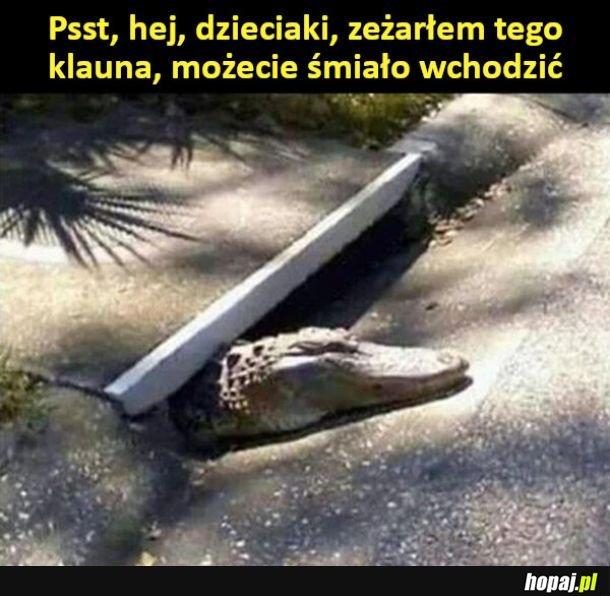 Zapraszam serdecznie