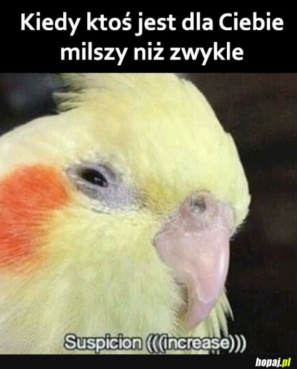 Podejrzane