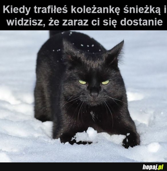 Koleżanka