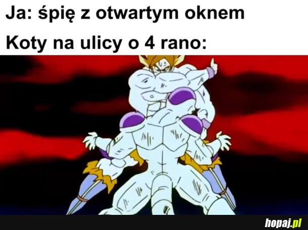 Koty