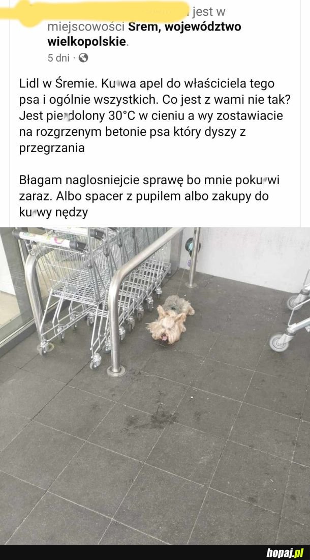 Jak chcecie iść do sklepu to nie zabierajcie ze sobą psa!