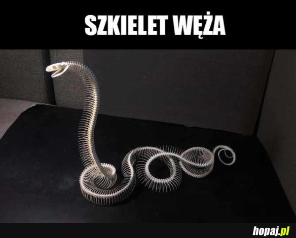 Szkielet węża