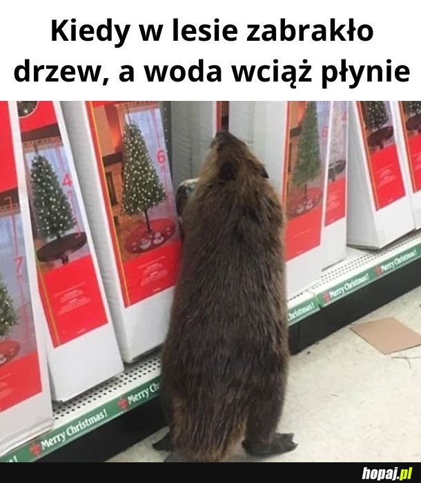 Świąteczny boberek