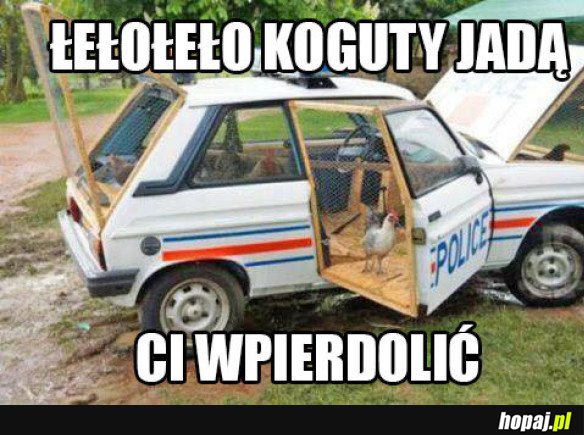 KOGUCIKI