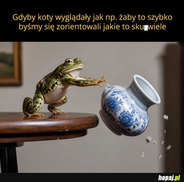 Koty to dranie